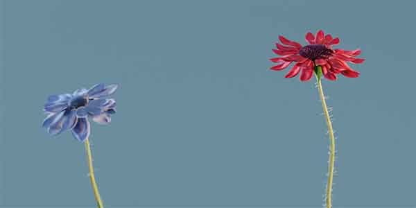 پلاگین بلندر Flower Generator-2 پلاگین بلندر Flower Generator